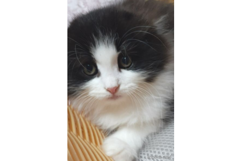 成約済の埼玉県のスコティッシュフォールド-37798の1枚目